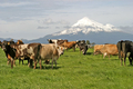 Au pied du Mont Taranaki