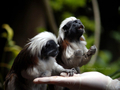 Cotton Top Tamarin