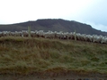 Des moutons? comme c'est bizarre!