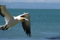 Gannet en vol