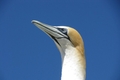 Gannet
