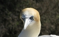 Gannet