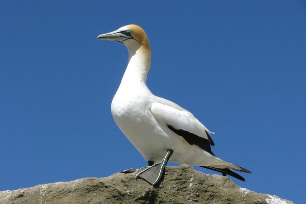 Gannet