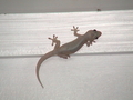 gecko