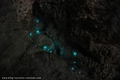 Glow worms