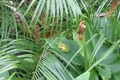 grenouille verte