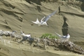 Groupe de Sterne Arctique