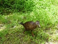 Le Weka