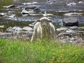 Mouton cherchant son troupeau !
