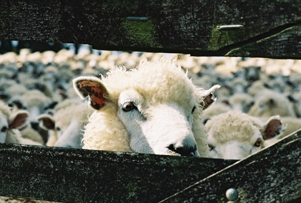 Mouton NZ