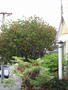 bottlebrush & kakabeak