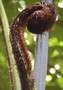 crosse de silver fern 21/12/07