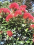 Fleur de pohutukawa