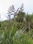 Harakeke (Flax de NZ)