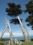 HINEWAI RESERVE - BANK PENINSULA - CYPRES