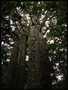 Kauri