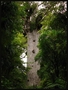 Kauri