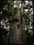 Kauri