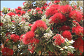 Le pohutukawa: arbre de Noël de Nouvelle-Zélande.