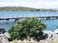 petit pohutukawa