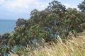 Pohutukawa