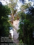 "Tane Mahuta" le plus grand Kauri de Nouvelle-Zélande