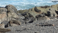 Lions de mer