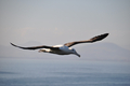albatros sur la péninsule d'otago