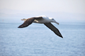 albatros