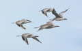 Bar-Tailed Godwits