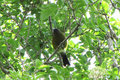 Bellbird