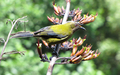 Bellbird