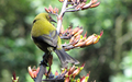 Bellbird