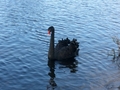 Cygne noir sur le lac de Rotorua