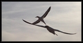 Gannet a Napier