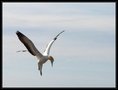 Gannet a Napier