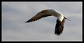 Gannet a Napier