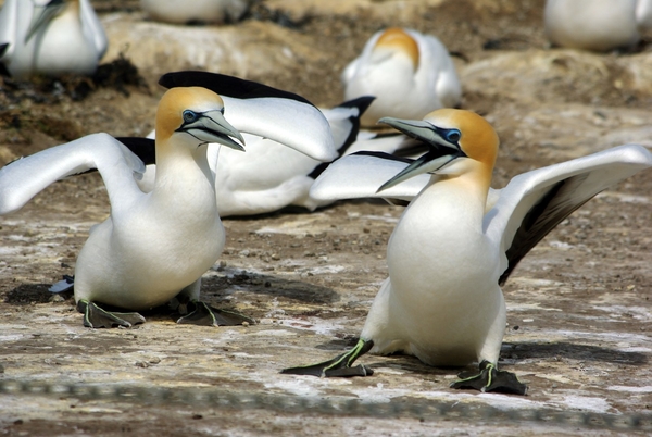 Gannets au cap Kidnapper