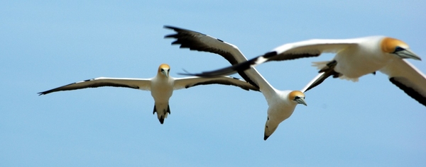 Gannets au cap Kidnapper