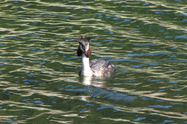 Great Crested Grebe