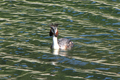 Great Crested Grebe