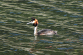 Great Crested Grebe