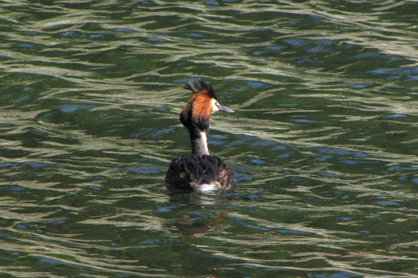 Great Crested Grebe