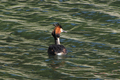 Great Crested Grebe