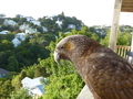 Kaka Wellington