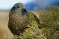 Kea