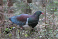 Kereru / Wood Pigeon