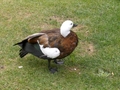 Monsieur Paradise Shelduck