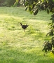 New Zealand Pukeko