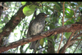 New Zealand Robin